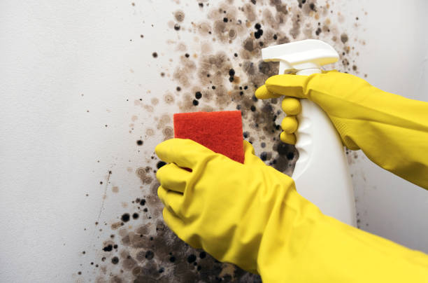 Best Mold Removal and Inspection  in Islandia, NY